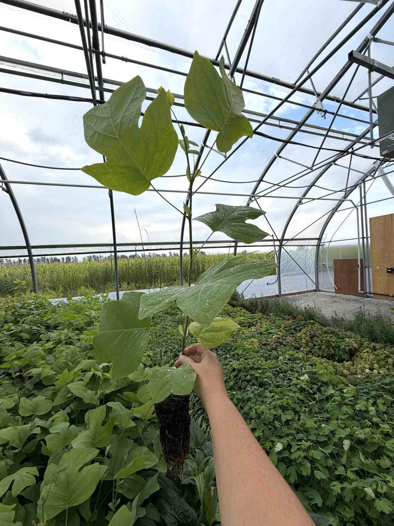 Tulipier de Virginie en production (Liriodendron tulipifera)