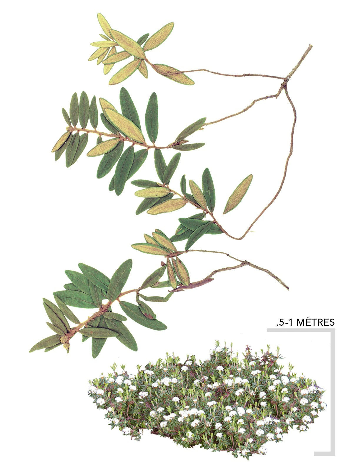 Illustration Thé du labrador