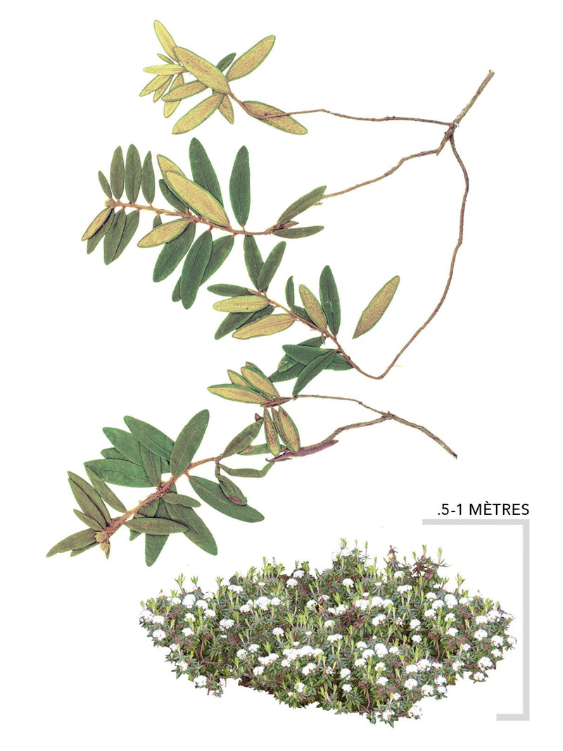Illustration Thé du labrador