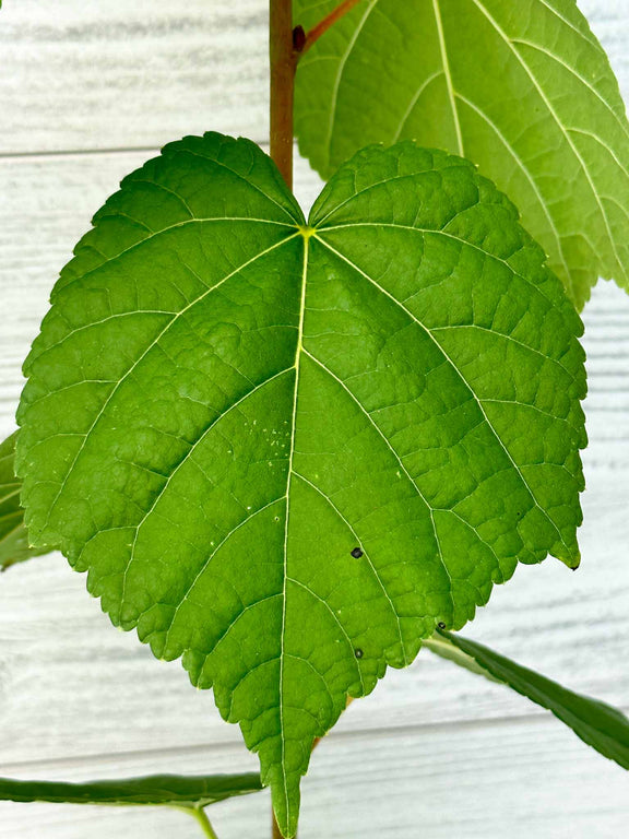 Feuillage Tilleul à petites feuilles