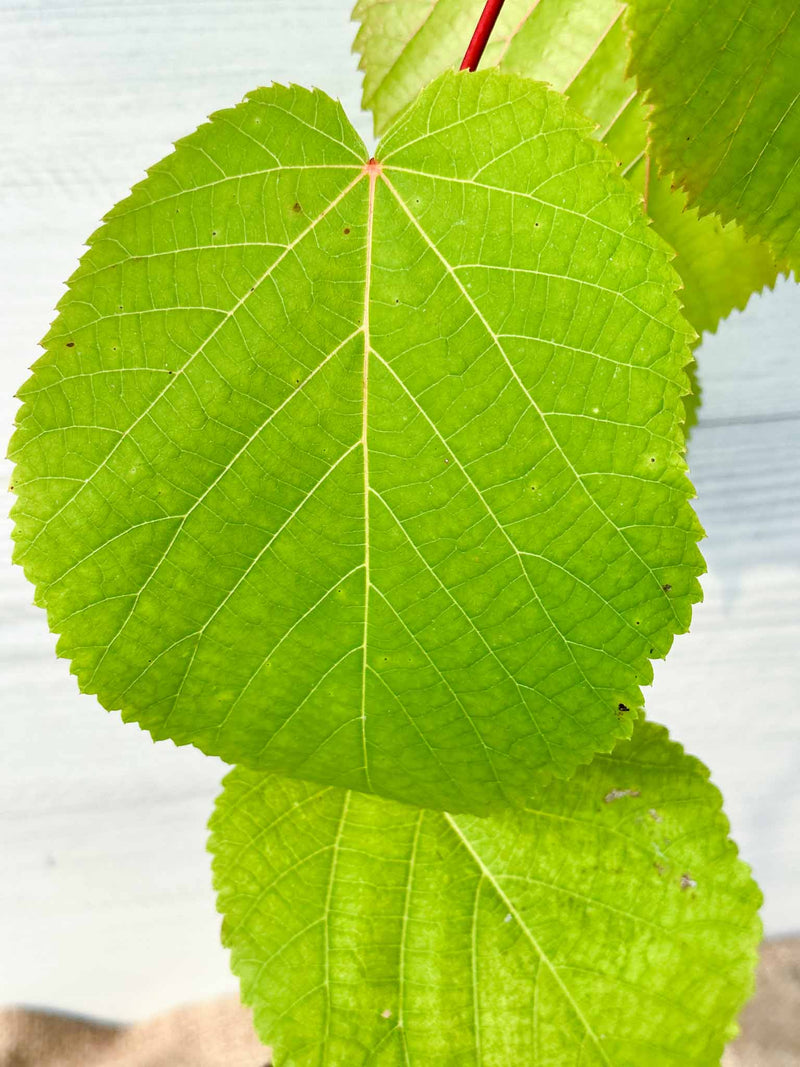Feuilles Tilleul d'Amérique