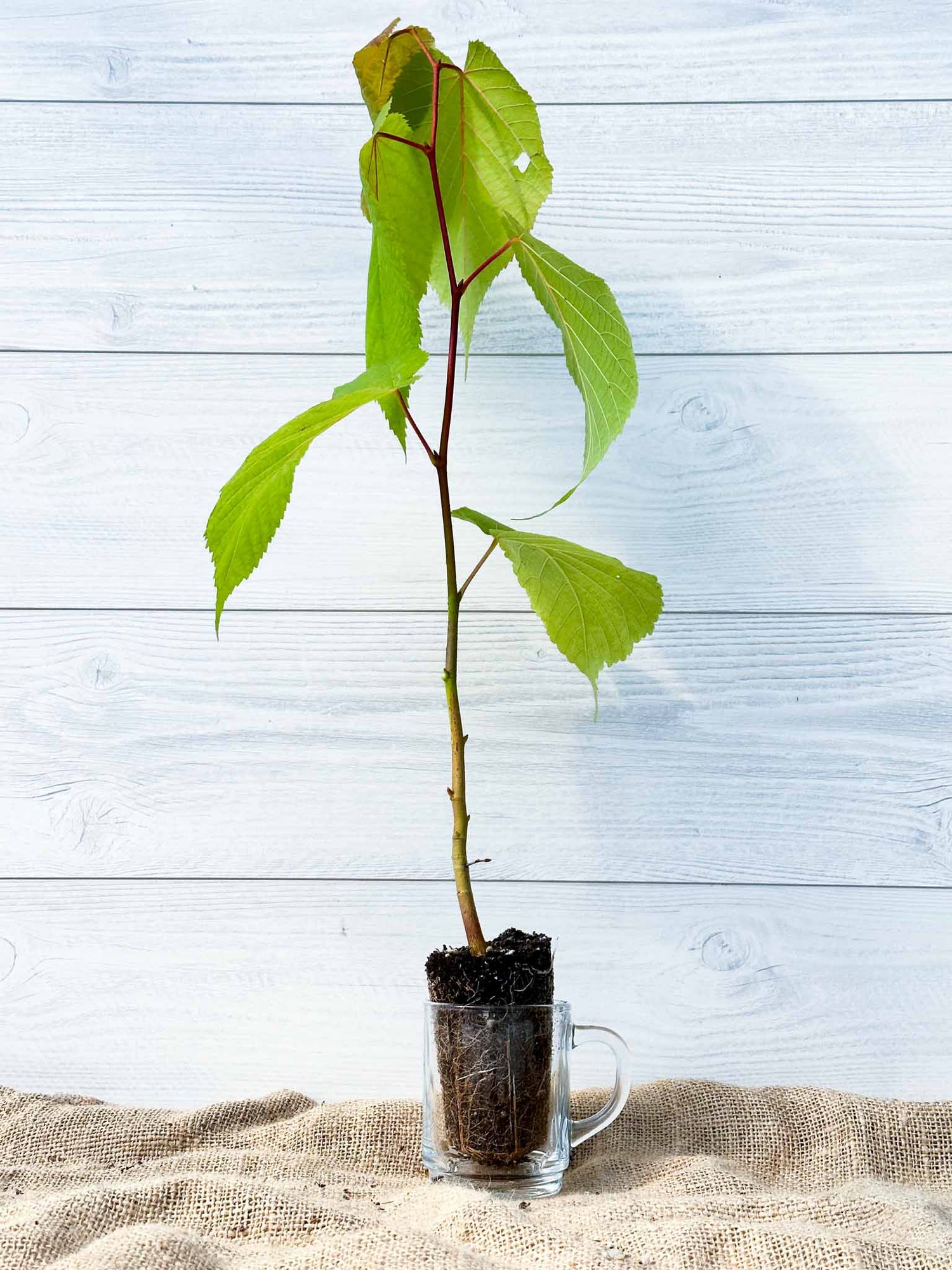 Arbre Tilleul d'Amérique