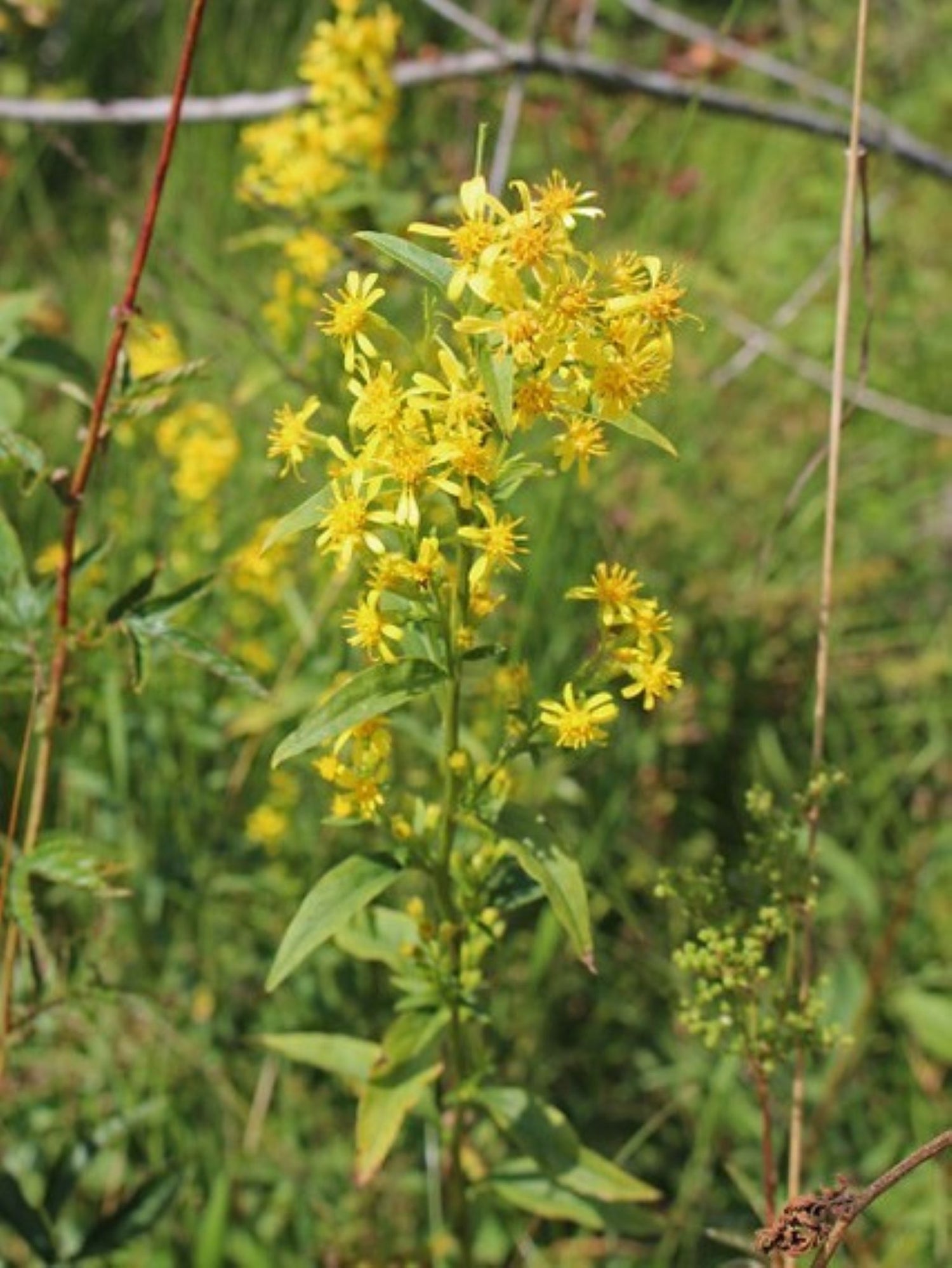 Verge d or bleuatre (Solidago caesis)