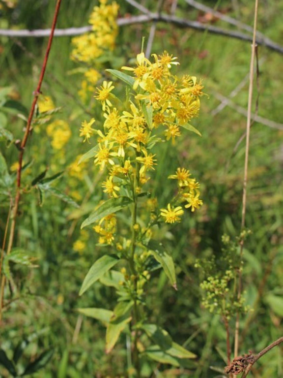 Verge d or bleuatre (Solidago caesis)