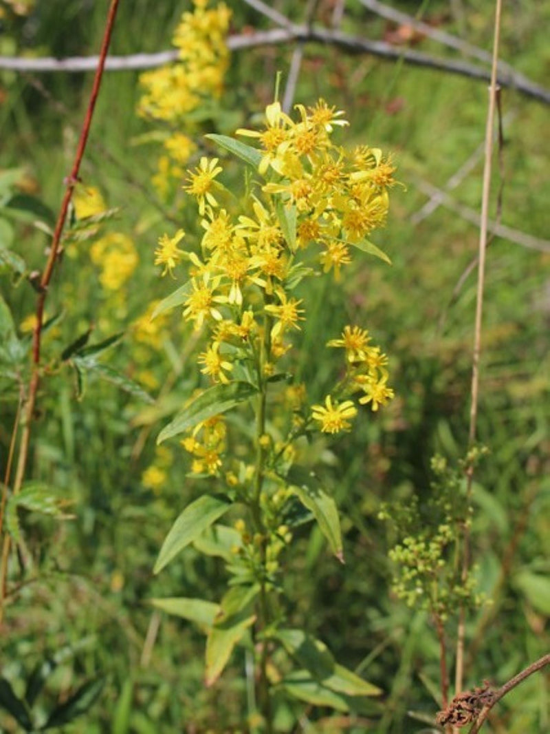 Verge d or bleuatre (Solidago caesis)