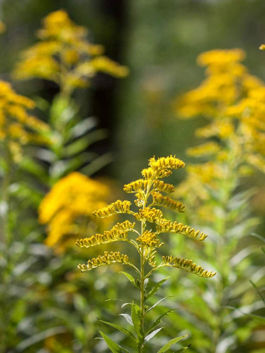 Verge d Or du Canada - Fleurs (Solidago canadensis)