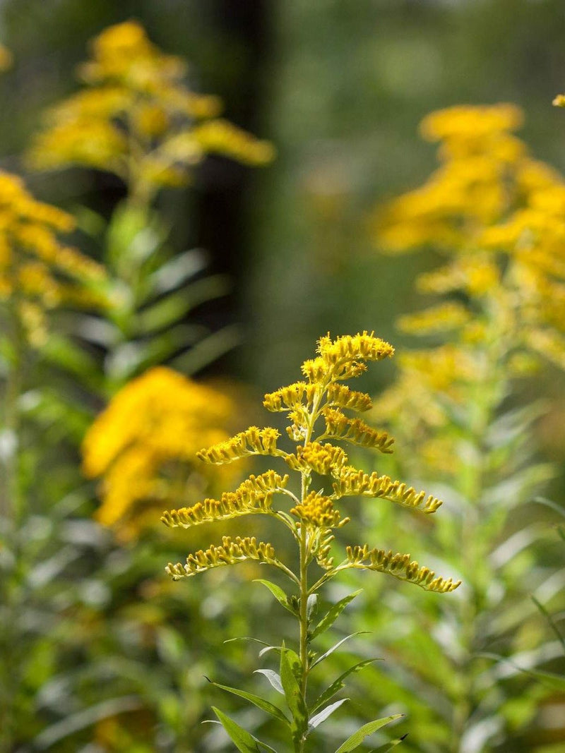 Verge d Or du Canada - Fleurs (Solidago canadensis)