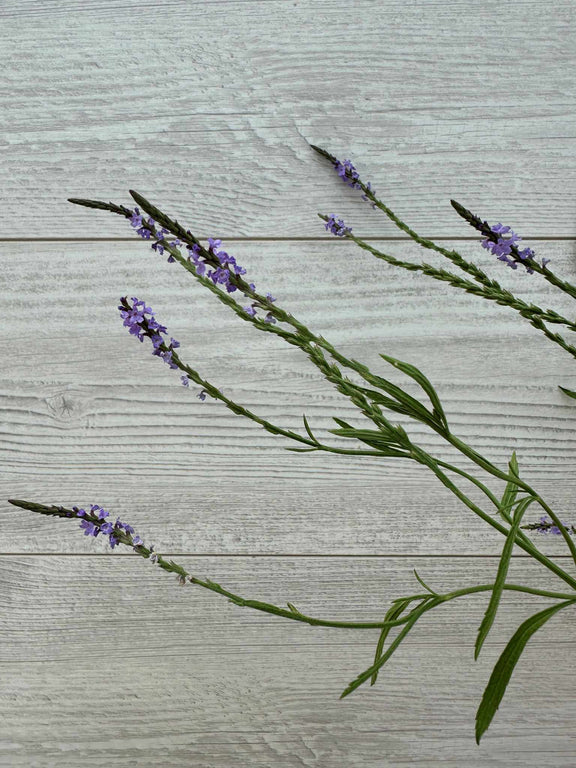 Fleurs de la Verveine Simple