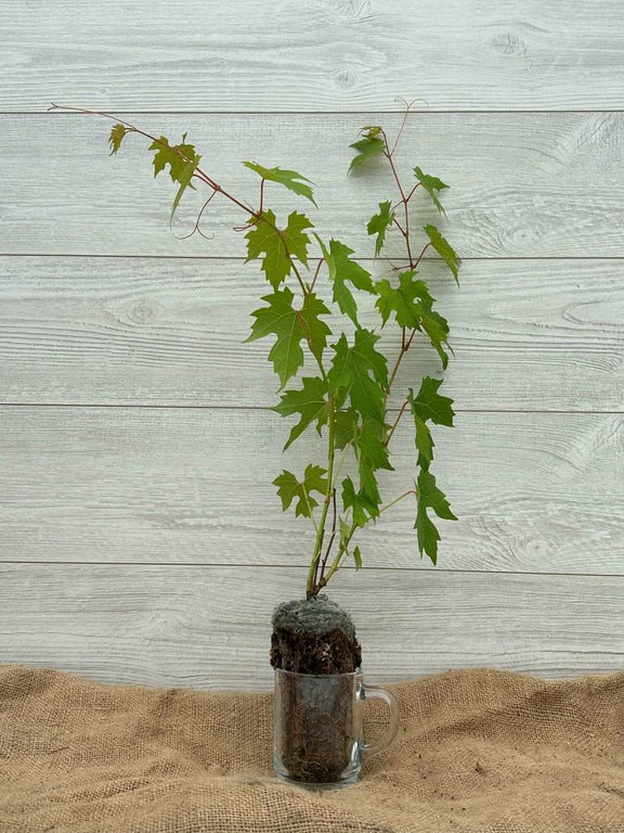 Plant de vigne sauvage