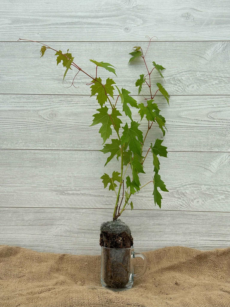 Plant de vigne sauvage