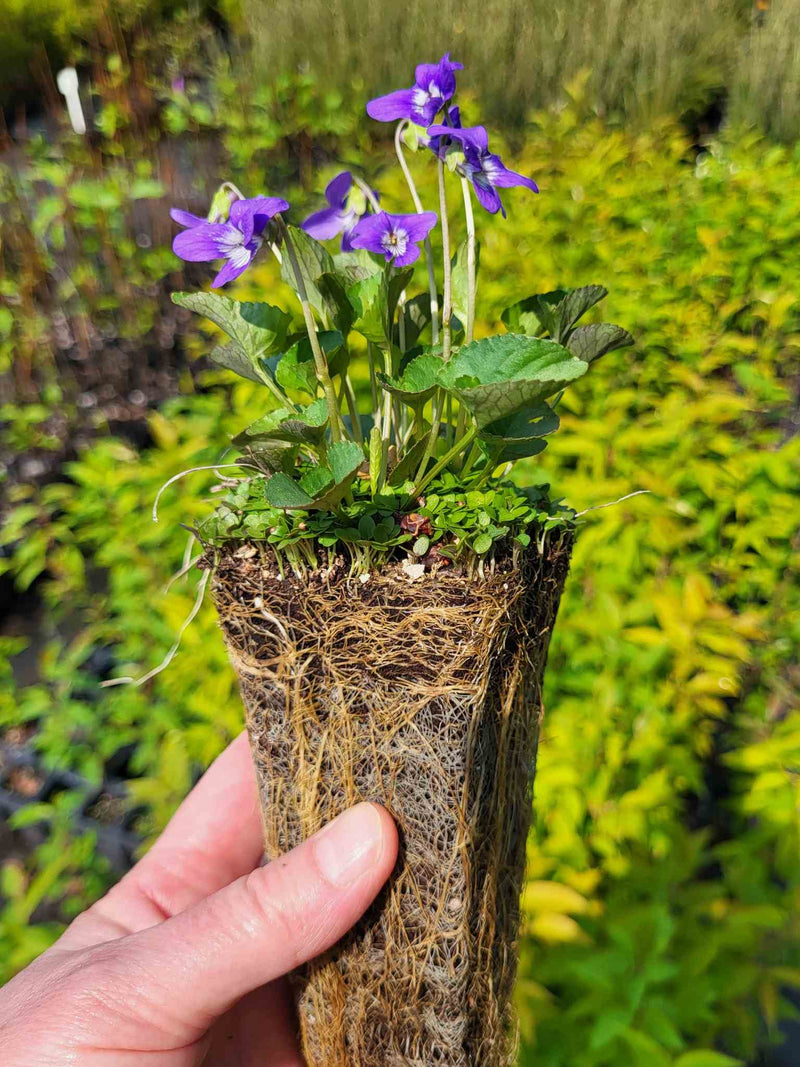 Violette nephrophylle en production (Violetta nephrophylla)