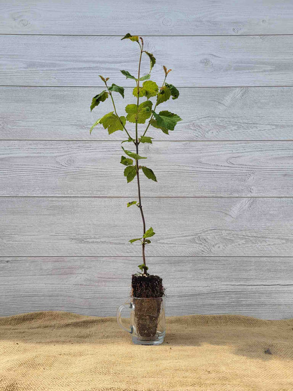 Plant de Viorne a feuilles d erable (Viburnum acerifolium)