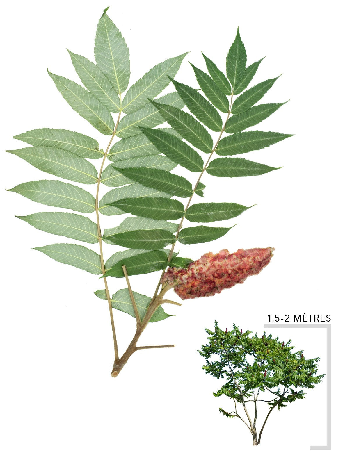 Illustration du vinaigrier rhus typhina