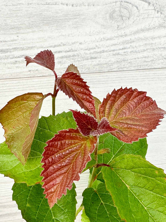 Feuilles Viorne dentée