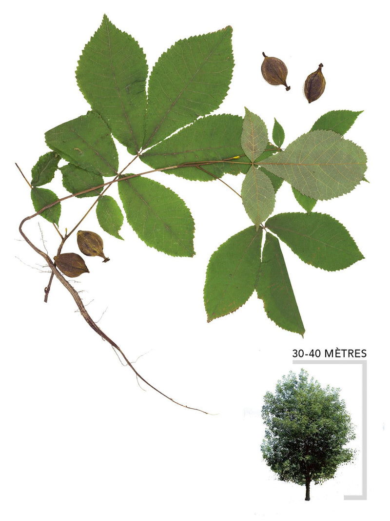 Caryer cordiforme ou Carya cordiformis Illustration