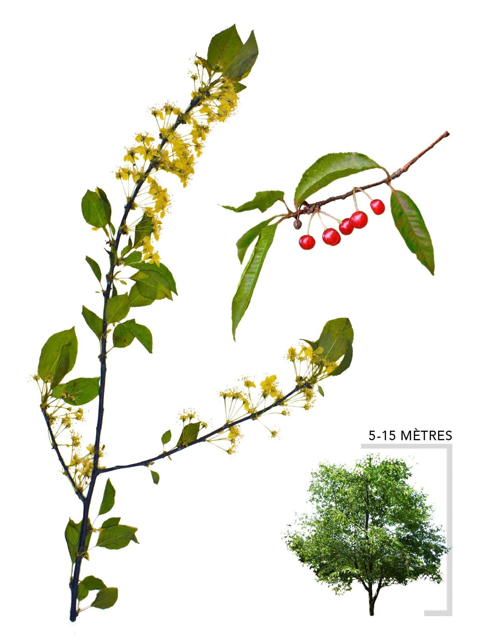 Pin Cherry | Hardy Native Tree for Ontario and Quebec Zones