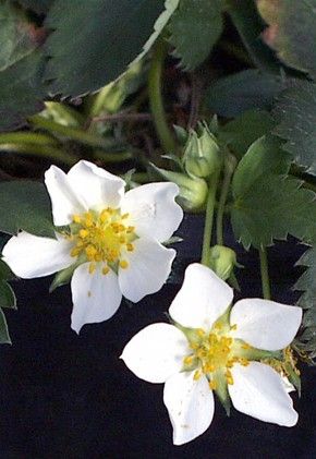 Fraisier de Virginie en fleurs