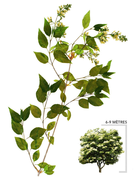 Lilas japonais ou Syringa reticulata Illustration