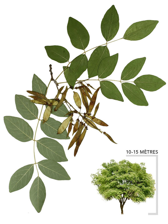 Maackia de l'amur ou Maackia de l'Amour Illustration