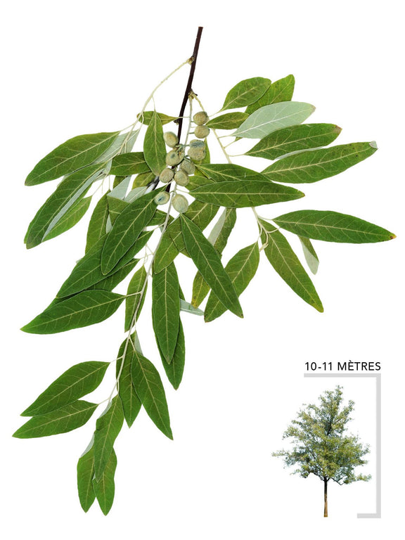 Illustration de l'olivier de bohème