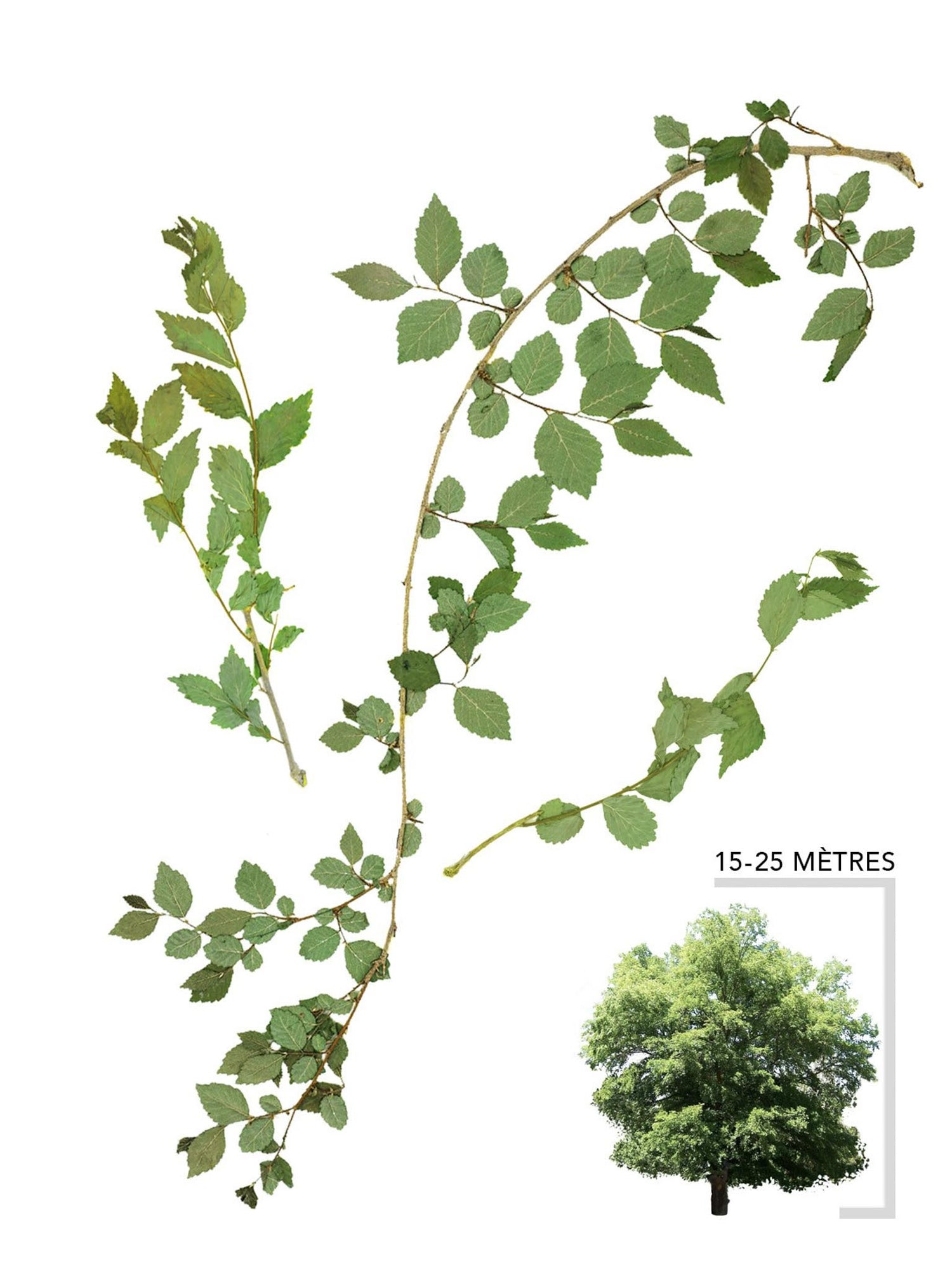 Orme de Sibérie ou Ulmus pumila Illustration