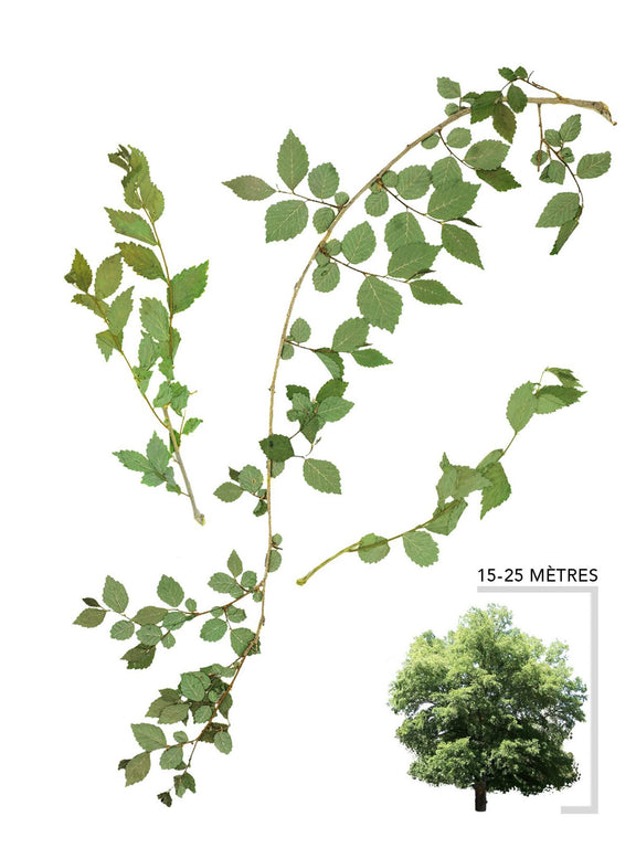 Orme de Sibérie ou Ulmus pumila Illustration