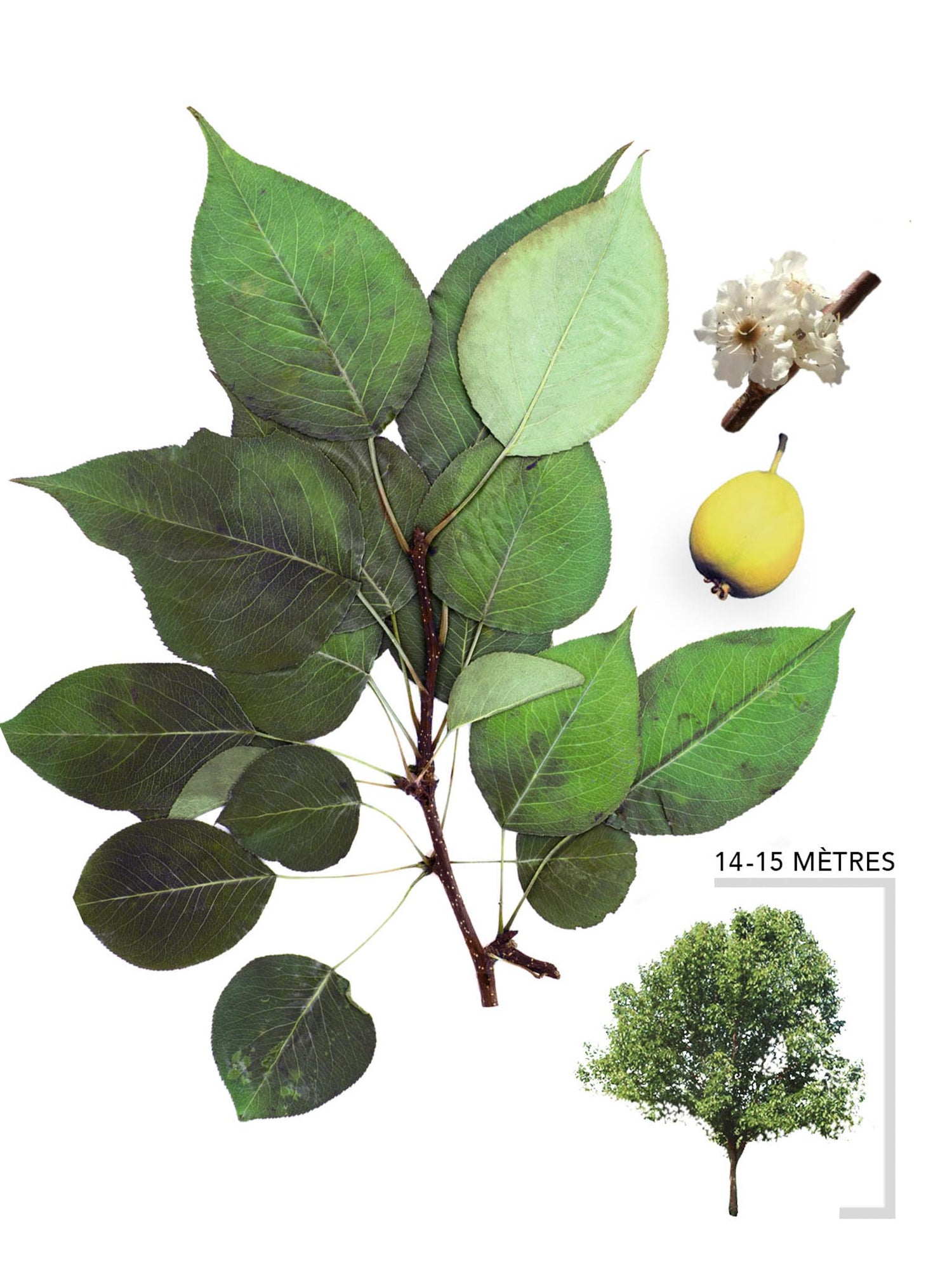 Poirier de Mandchourie ou Pyrus Usuriensis Illustration