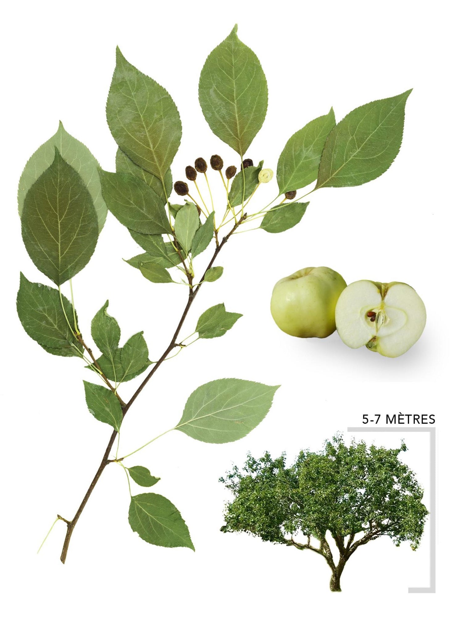 Pommetier antonovka ou Malus antonovka Illustration