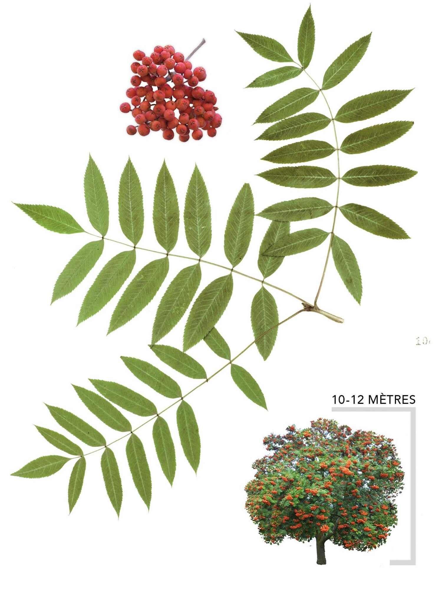 Sorbier d'Amérique ou Sorbus americana Illustration