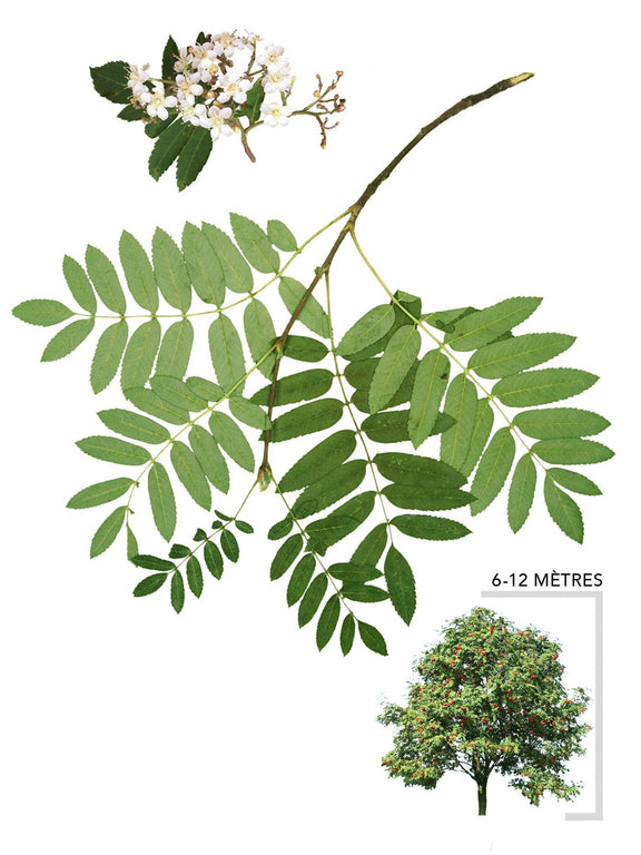 Sorbier des oiseaux ou Sorbus aucuparia Illustration