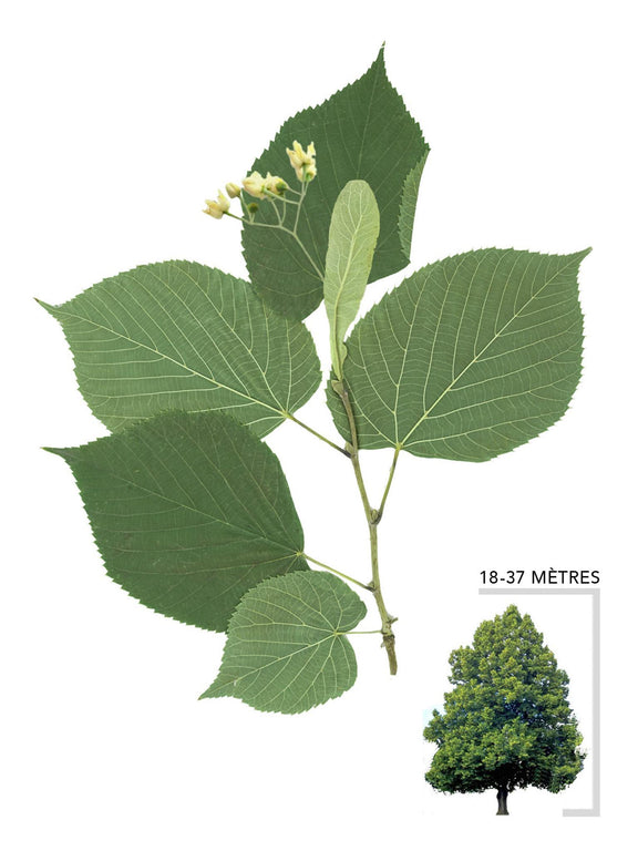 Illustration du tilleul d'Amérique