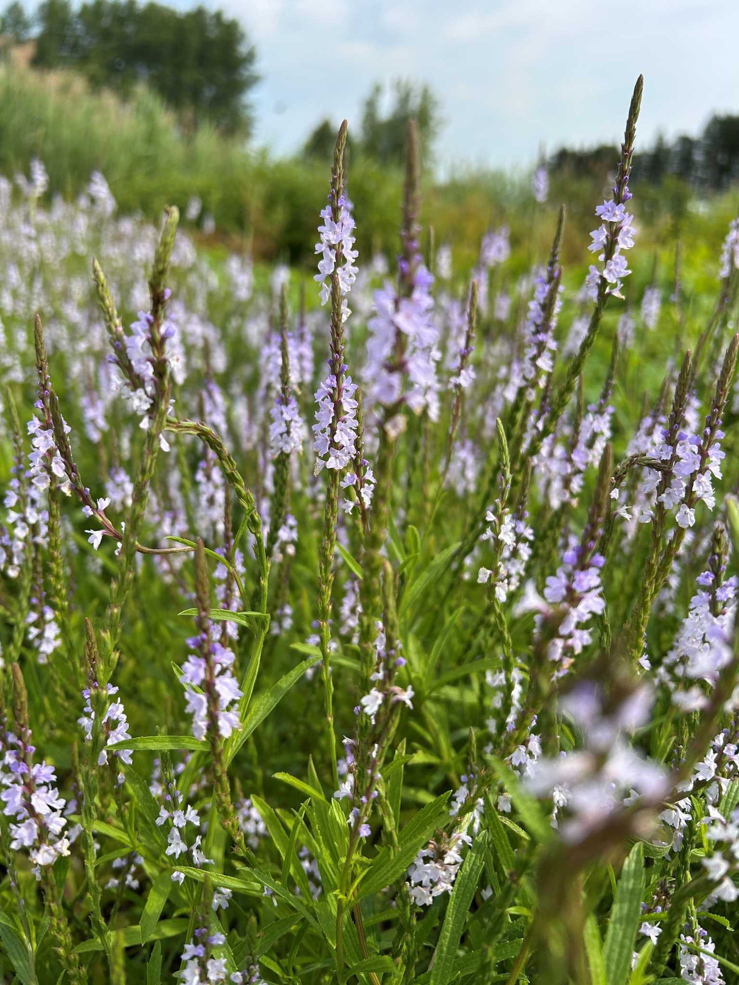 Narrow-leaved Vervain