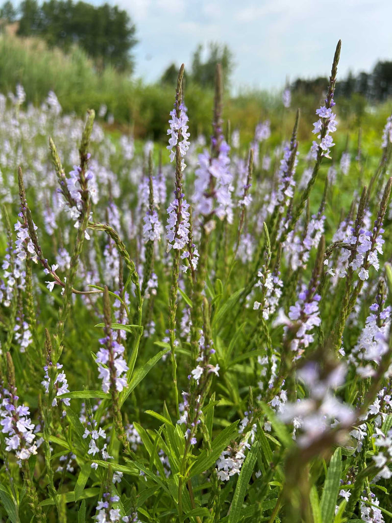 Narrow-leaved Vervain